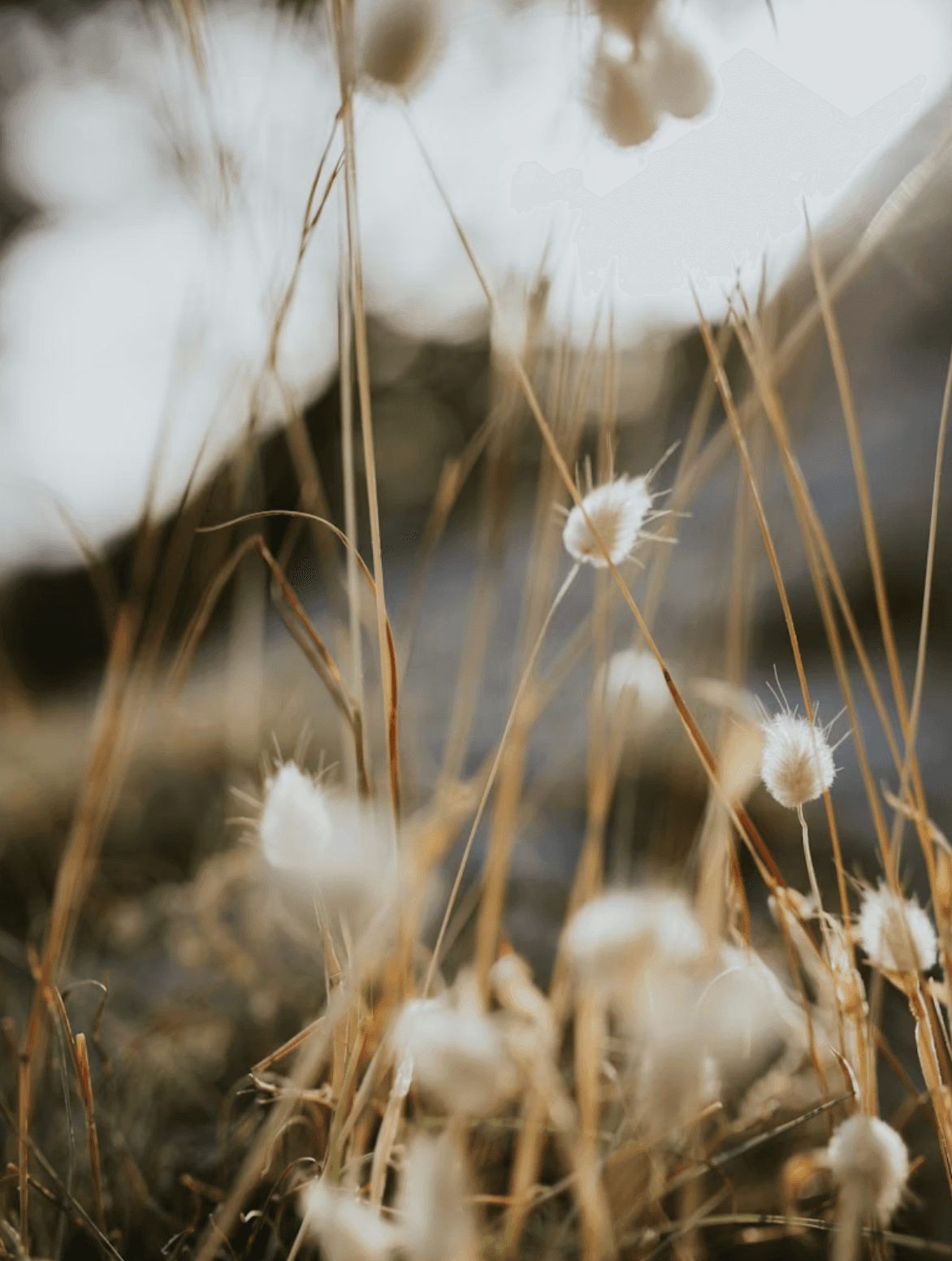 Nature et végétation